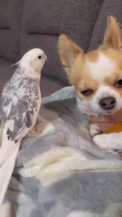 She is definitely not good at singing.