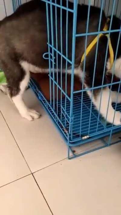 I'm sorry, I shouldn't have left the bowl there 🤦‍♂️🤦‍♂️