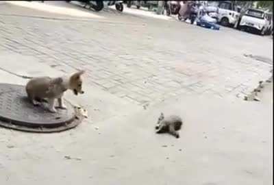 Evil dog uses THE FORCE to kill innocent kitten