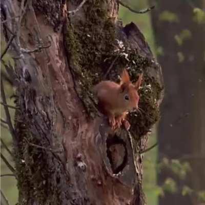 A squirrel sleeping in his nest