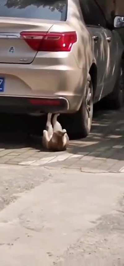 malhar pra pegar varias gatinhas