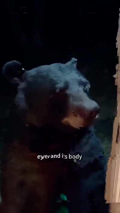 I didn't knew bear can be so friendly!