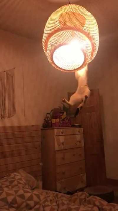 We have two sane cats. Pushed our luck getting a third.