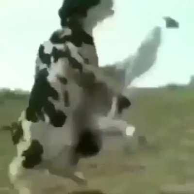 Vídeo Aleatório Encontrado no Discord, Pt.9