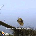 Man rehabilitates a stork