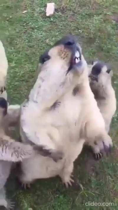 Me and the boys in the moshpit - (footage taken before covid-19)