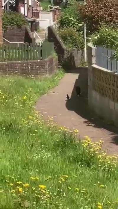 I'm pretty Sure I've seen this cartoon as a kid