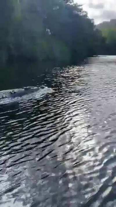 Не правильный дельфин