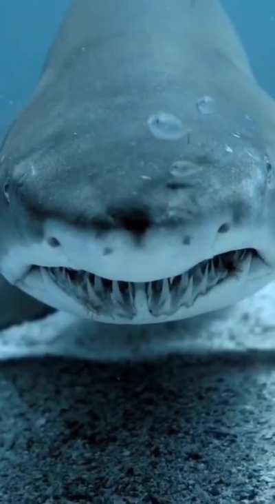 🔥 Face To Face With A Shark.