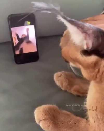 The funny cat do be vibing doe 😳