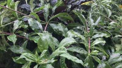 Gniniar. Suva , Fiji