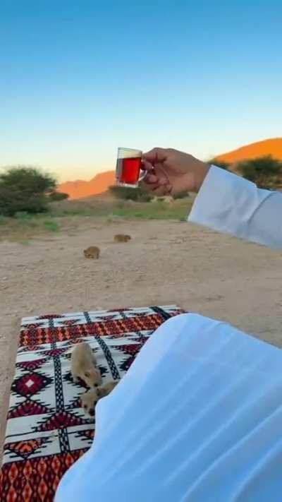 Hyrax love to drink tea 