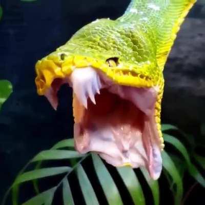 The way this snake yawns
