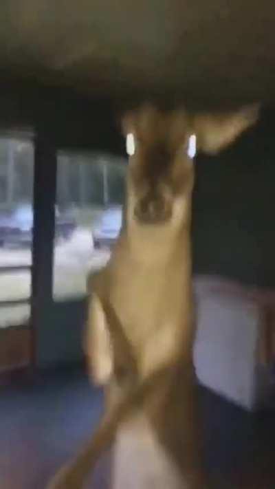 What it feels like to fight God on the top lane (lilia)