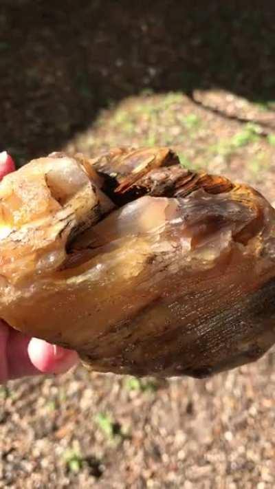 Rock or petrified wood? Found in south Texas. I’ll add a few pics in comments.