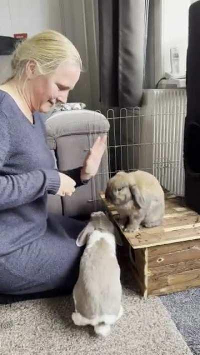 Because you asked in my other post about my rabbit. Noud giving high-five to me.