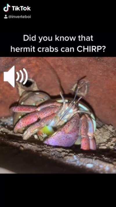 Its Probably Just A Fun Coincidence, But Still A Fun Hermit Crab Fact!