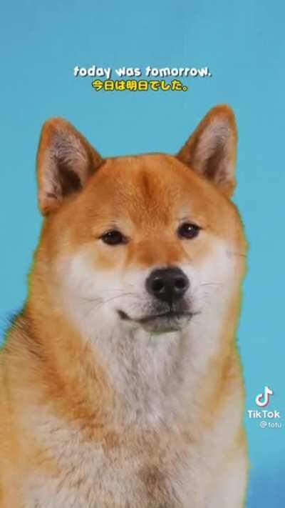 Motivation time 🐕🍞