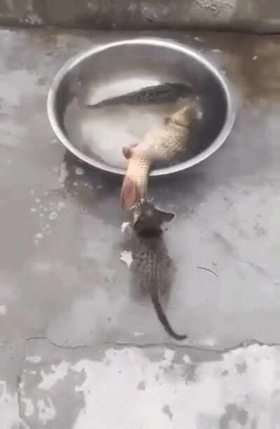 Trying to save that fish from drowning. So heroic.