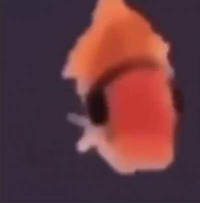 fishboe is dancing 😳😳