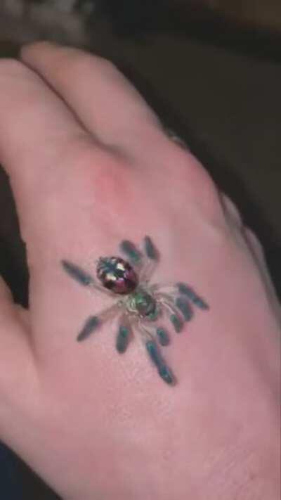 Brazilian Jewel Tarantula