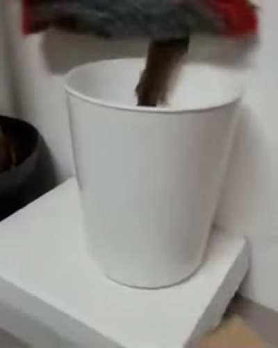 SLPT--Have a rodent problem? Just evict them with a scary landlord