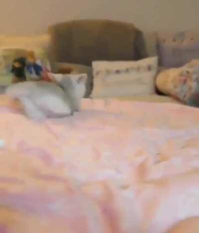 Adorableness for your Tuesday!