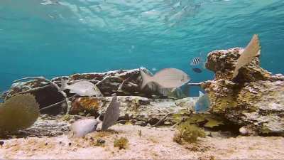 Spotfin PorcupineFish and reef life of Sky Reef, Cozumel. GoPro 7 Black