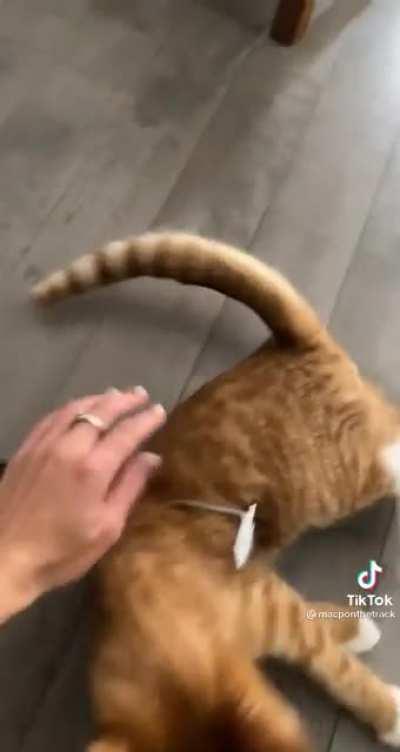OWnER stABs anD WATChes CaT fReak OuT dying