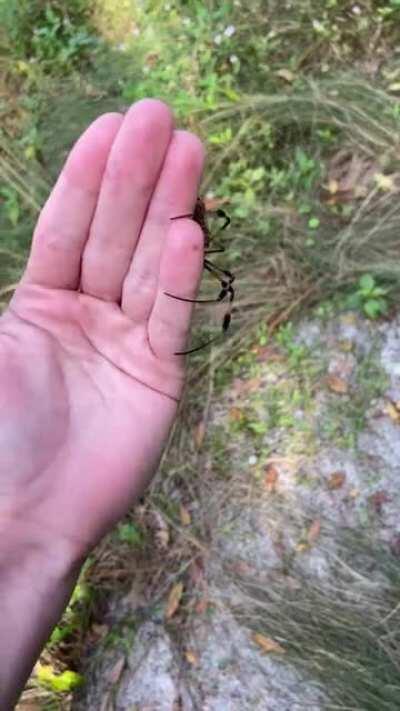 Wanted to show off this stunning Trichonephila clavipes I found today! (SE Florida)