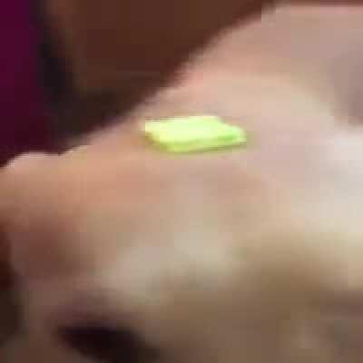 Butter dog the dog with the butter