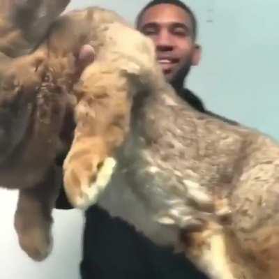 Yep, that's a rabbit.