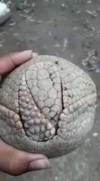 Homen prova a existência de deus com poucas palavras apartir do animal maus lindo da natureza