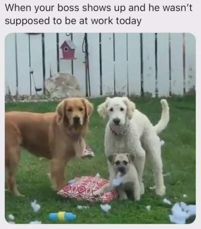 когда заглянул босс, а твой отвой отдел не готов работать