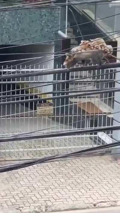 today it happened in front of my house apparently it's a possum mother with her puppies