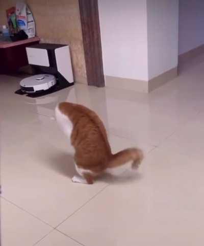 Effort To Trick His Own Tail