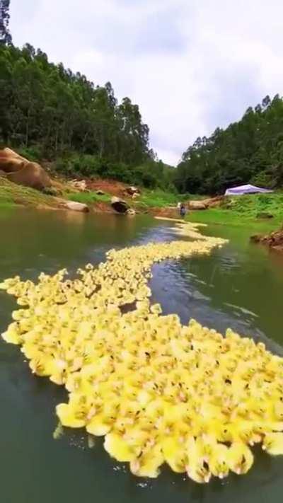 Follow the yellow duck road