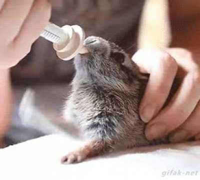 Hungry slammy whammies