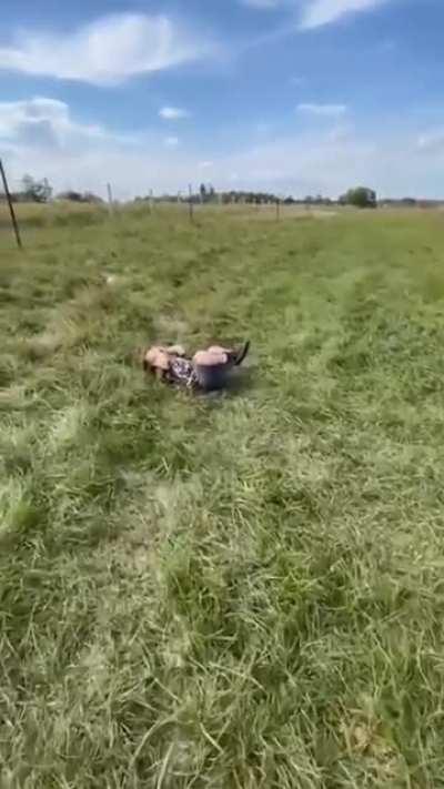 Friendly nature of elephant... Chilling time