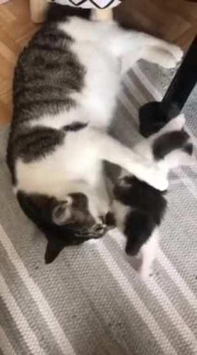 The day I introduced our new rescue kitten to my older cats when he was about 1month old.