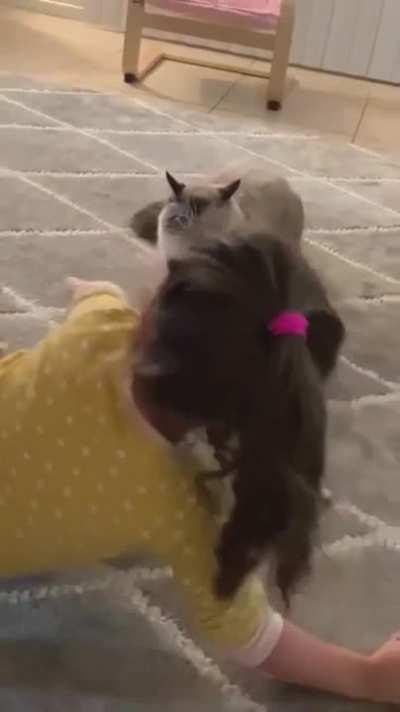 Cat and the child... fun!!