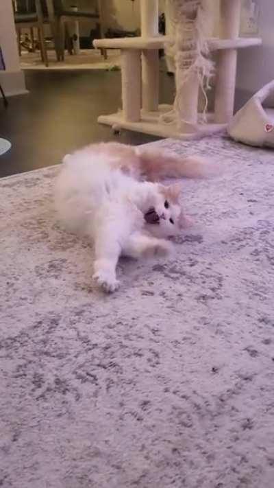 The foot kick, the little yawn, the wobble, I just can't