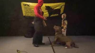 A trained pitbull was given the task of protecting the little boy.
