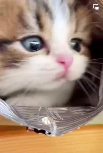 Potato Chip cat, so cute <3