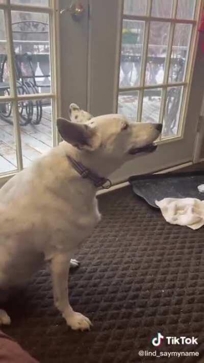 essa cadelinha é surda e aprendeu a imitar outros cachorros latindo, mas não sabe que deveria fazer barulho