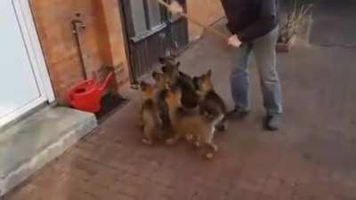 These German Shepherd Puppies