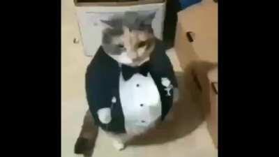 gato guatoncito simplemente nada que decir