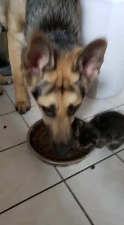 Sebastian wanted the puppy food more