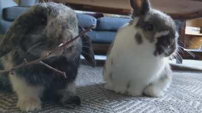 Sharing a tasty apple stick 😋