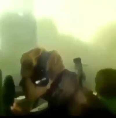 two dogs in the house